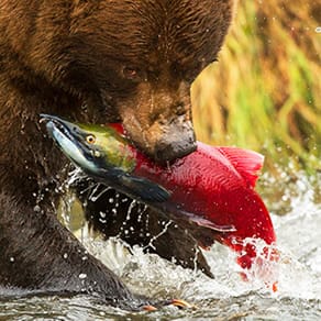 Alaska Fishing Client Success