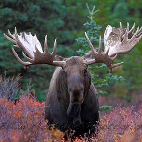 Alaska Client Success