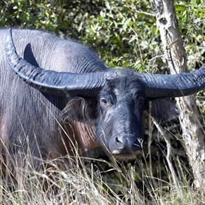 Australia Client Success