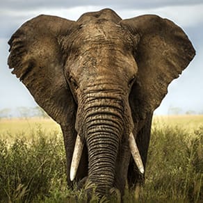 Botswana Client Success