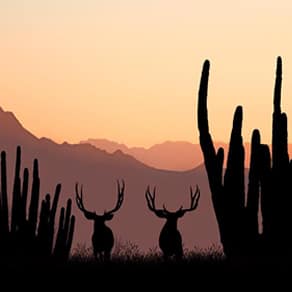 Mexico Client Success