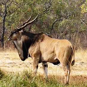 Cameroon Client Success