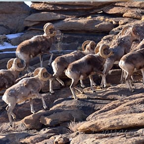 Mongolia Client Success