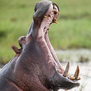 Mozambique Client Success