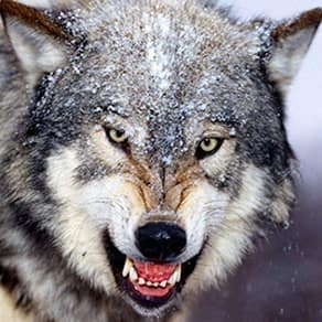 Alberta Client Success