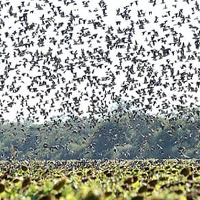 Argentina - Wingshooting Client Success