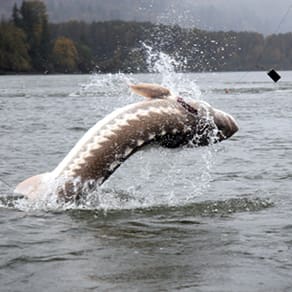 British Columbia Sturgeon Client Success