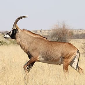 Burkina Faso Client Success