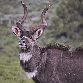 Ethiopia Client Success