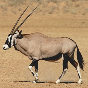 Namibia Client Success