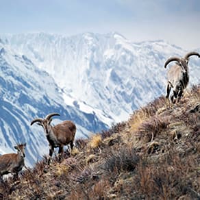 Nepal Client Success