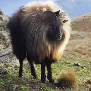 New Zealand Client Success