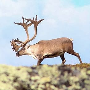 Nunavut Client Success