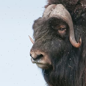 Greenland Client Success