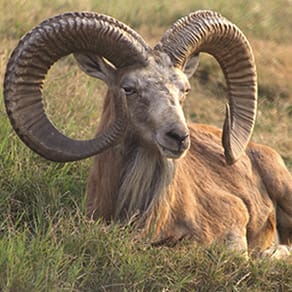 Pakistan Client Success