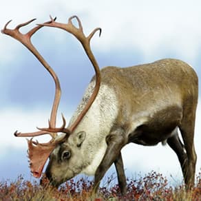 Quebec Client Success