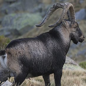 Spain Client Success