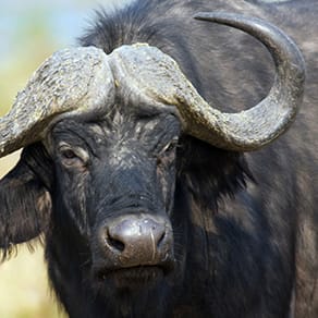 Zambia Client Success