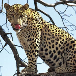 Zimbabwe Client Success