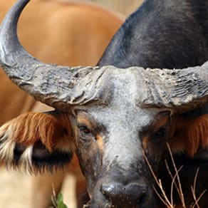 Benin Client Success