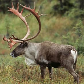 Newfoundland Client Success