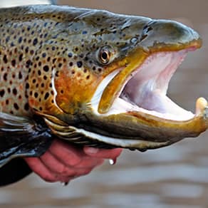 New Zealand Fishing Client Success