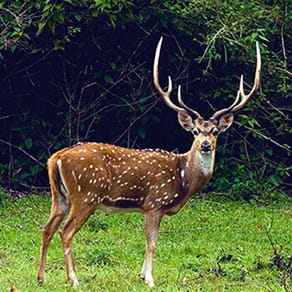 Hawaii Client Success