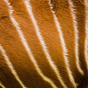 Congo Client Success