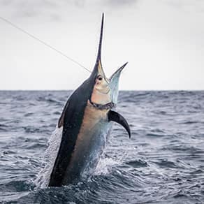 Panama Fishing Client Success