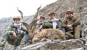 Kashmir Markhor - Pakistan