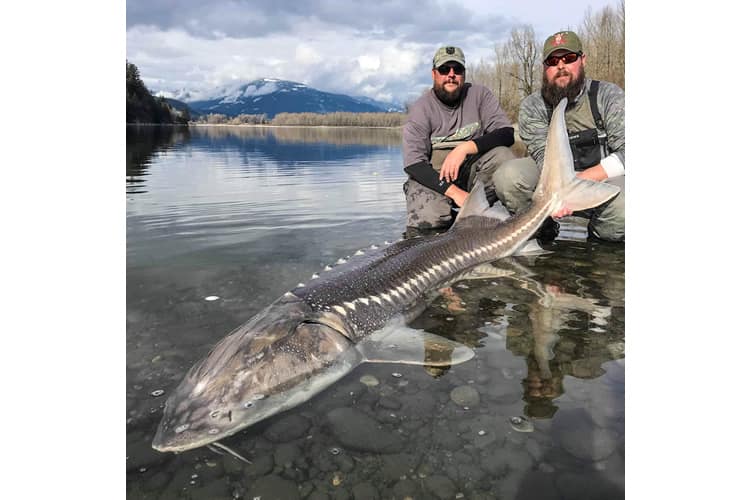 bc-sturgeon-41