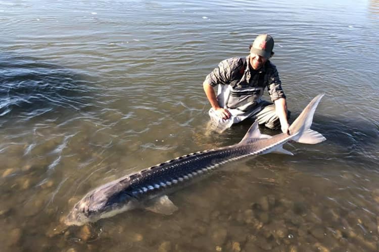 bc-sturgeon-48