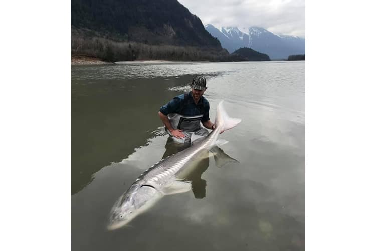 bc-sturgeon-50