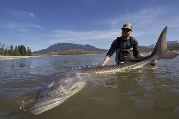 bc-sturgeon-54