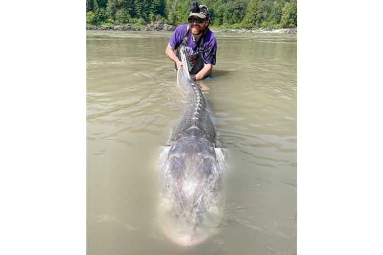 bc-sturgeon-63